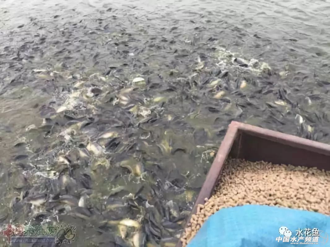 怎样判断鱼是否喂食过量,浅谈鱼摄食异常现象与疾病诊断