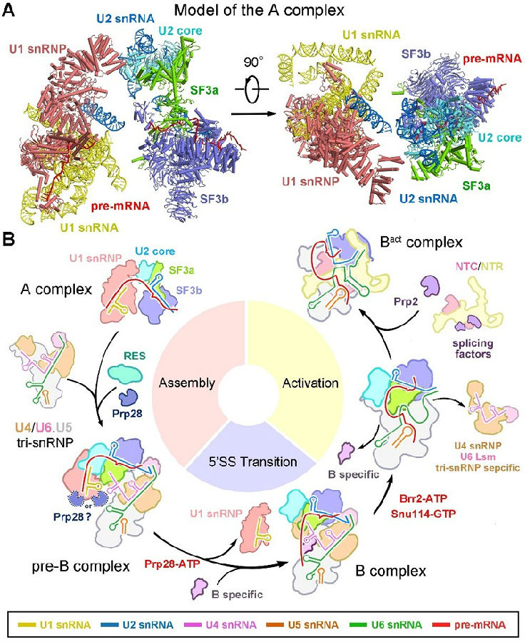 施一公研究组发文,施一公最近研究新药