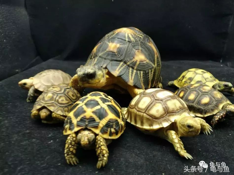 小型陆龟应该喂什么,陆龟龟粮正确的喂养方法