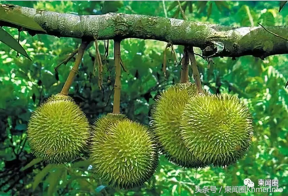 柬埔寨的特色水果有哪些,柬埔寨十大热带水果