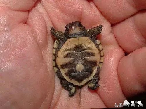 养龟小技巧食物篇,养龟降低风险最好的方法