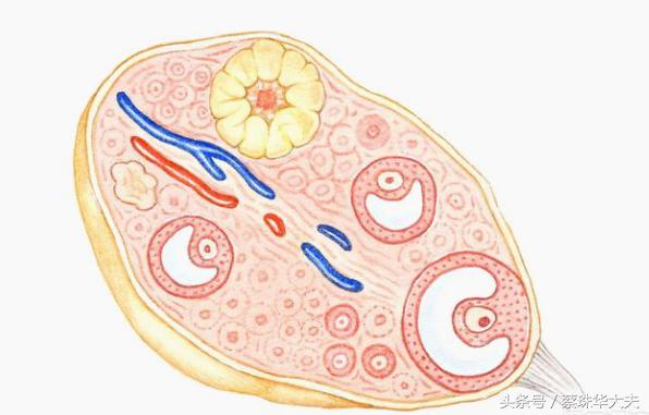 怀孕期间吃优甲乐对胎儿有影响吗,服用避孕药物怀孕对胎儿有影响吗