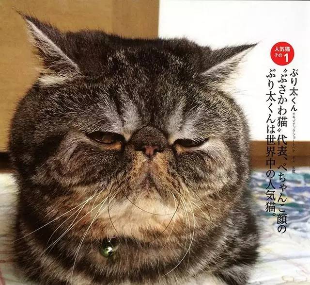 croissant猫咪原视频,croissant猫系列