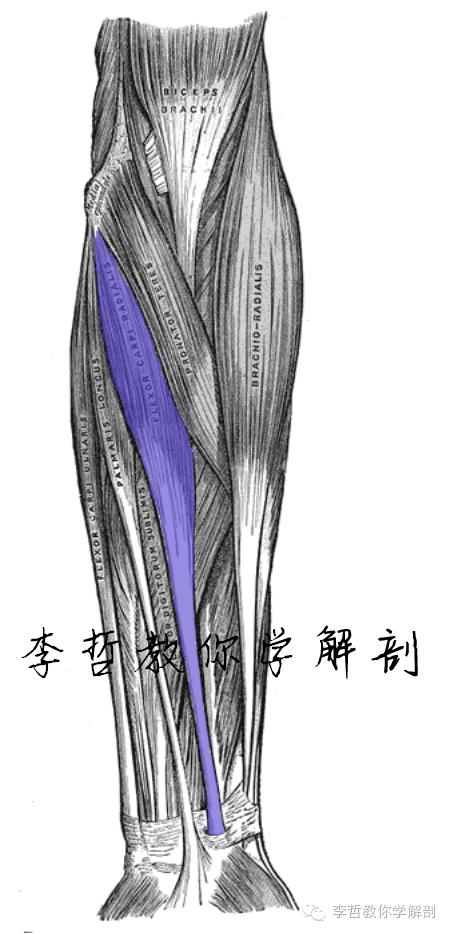 正中神经支配区域,一条神经属于器官吗