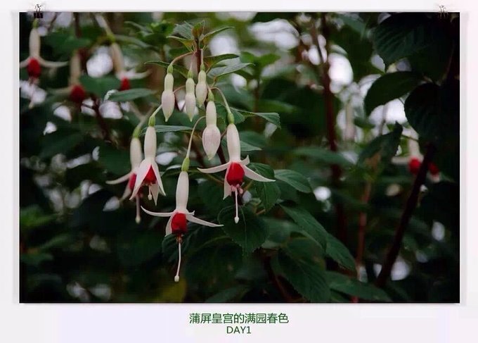 清迈住宿攻略清迈自由行,在清迈