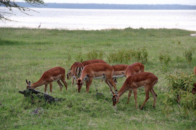 肯尼亚5天难忘的野生动物园,肯尼亚野生动物之旅