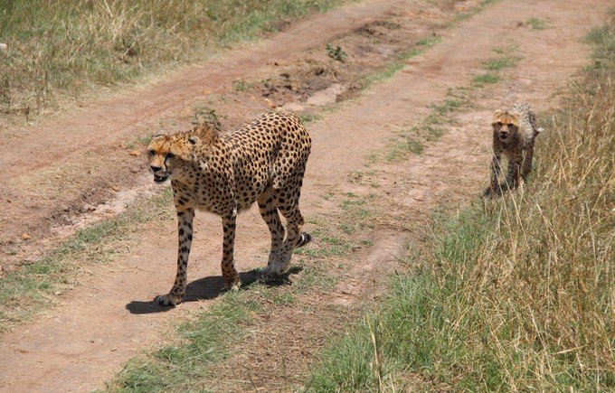 12天肯尼亚动物大迁徙自驾之旅,肯尼亚动物旅行