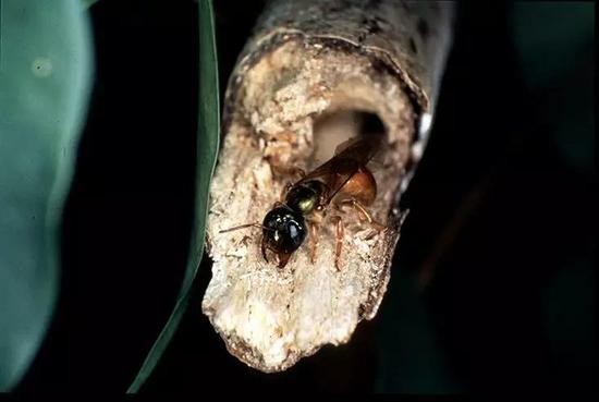 脑容量太大,脑容量对于人的智商有多大的影响