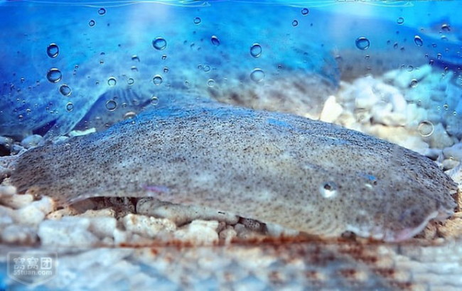 多宝鱼怎么处置,多宝鱼常见疾病及防治措施