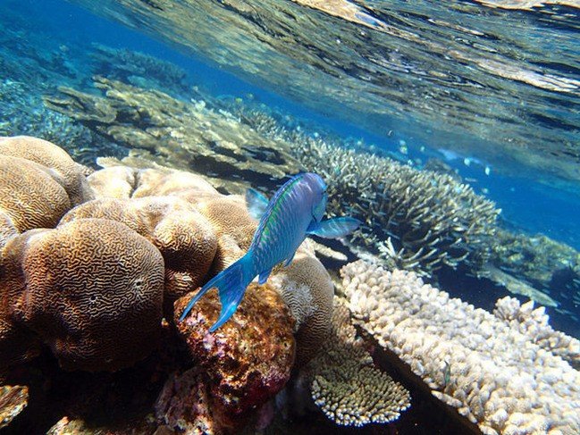 马尔代夫莉莉岛适合几月份去,马尔代夫莉莉岛旅游攻略