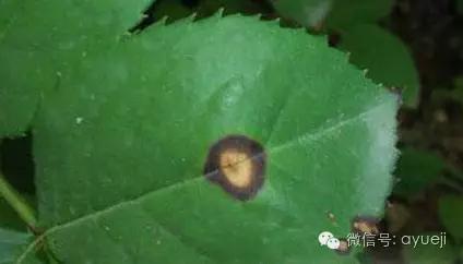 怎样防治月季虫害和病害,月季病害及防治药品清单