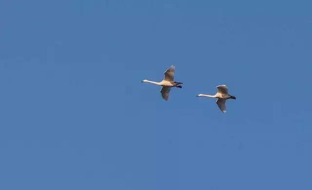中国古典诗歌中的植物意象,飞鸟意象的诗歌