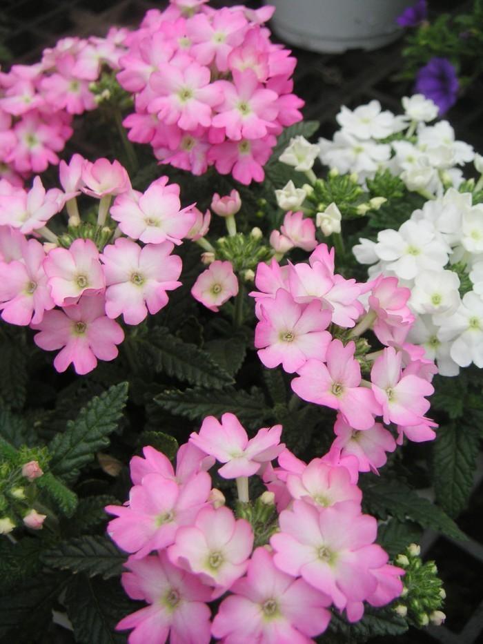 常见草本植物图片大全,十种罕见又美丽的植物图片