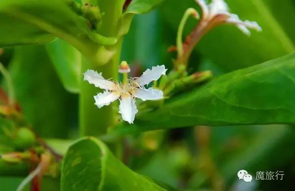 海南的海岛旅游南湾猴岛,推荐一个好地方南湾猴岛