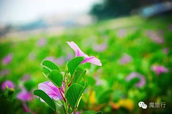 海南的海岛旅游南湾猴岛,推荐一个好地方南湾猴岛