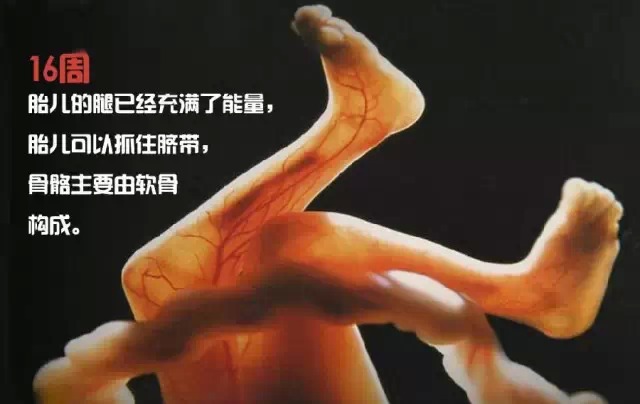 造人计划之前需要做的事,造人计划必须做的事