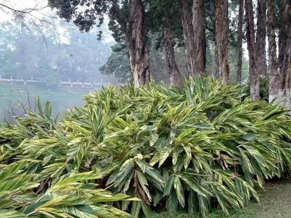 美得不行的月季图片,美得不行的月季