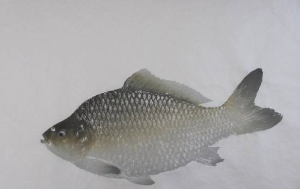 看到大鲫鱼就走不动了，立马买回去请大师做鱼拓