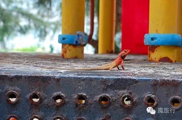 海南的海岛旅游南湾猴岛,推荐一个好地方南湾猴岛