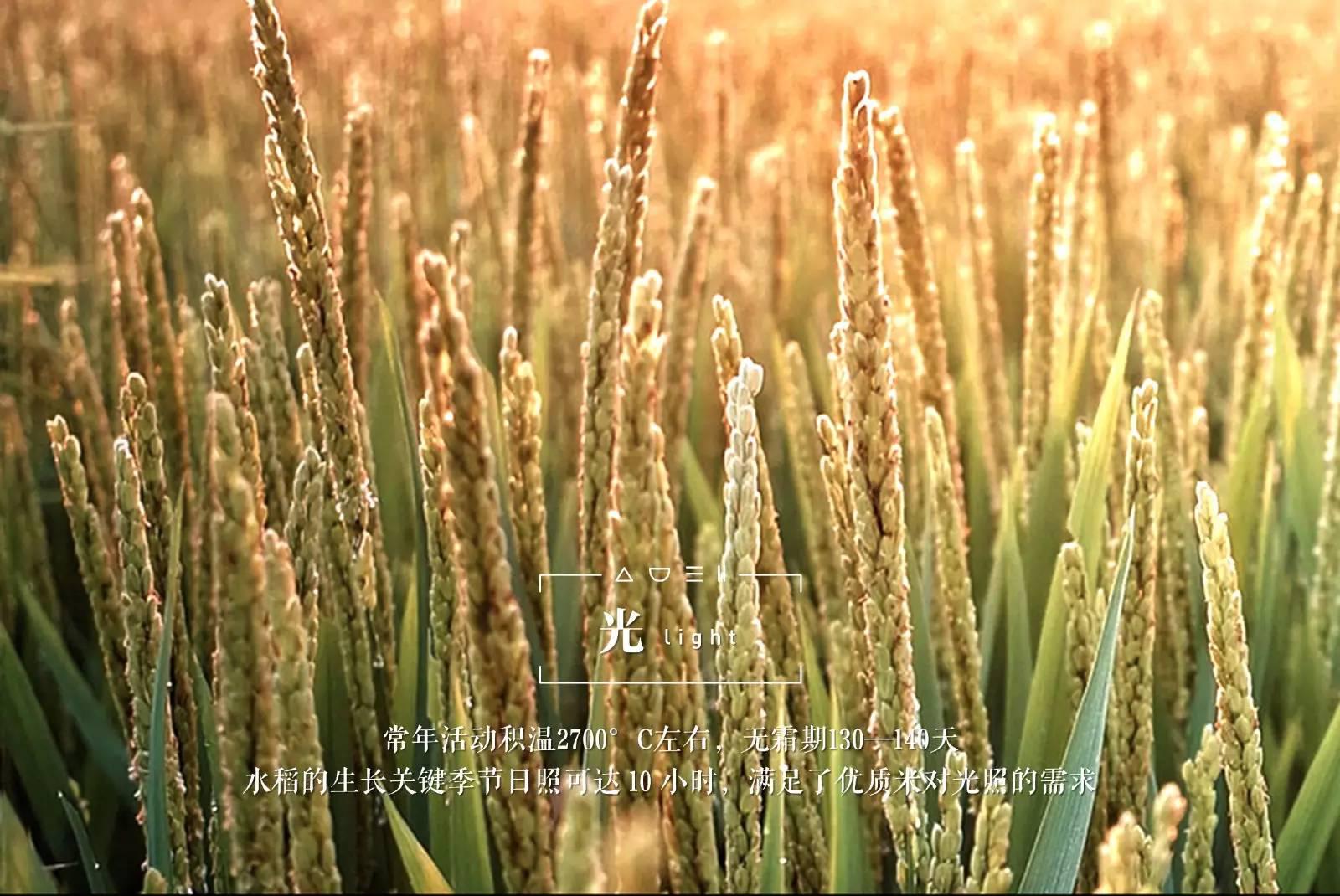 脚气病患者的福音,脚气病日本人