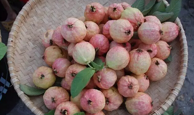 鸡屎果和番石榴叶有什么好处,鸡屎果和番石榴芭乐一样吗