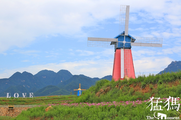 美爆了！国贫村成花海：鲁山34户贫困户，都成了景区大股东