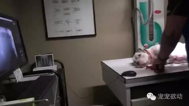 流浪狗怀孕的症状,流浪母狗生完崽是怎么活下来的