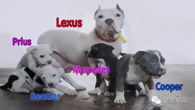 流浪狗怀孕的症状,流浪母狗生完崽是怎么活下来的