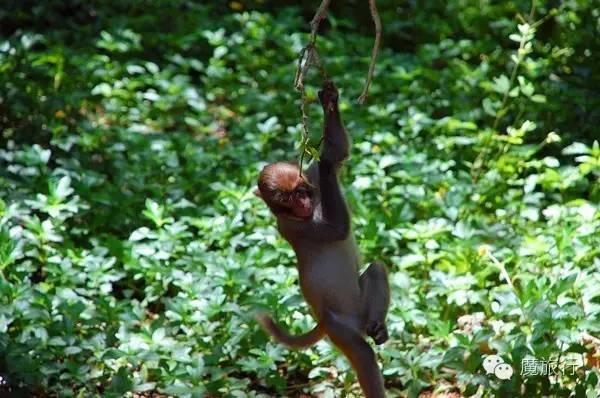 海南的海岛旅游南湾猴岛,推荐一个好地方南湾猴岛