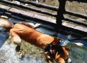 花枝招展的女人干净吗,花枝招展的丑女