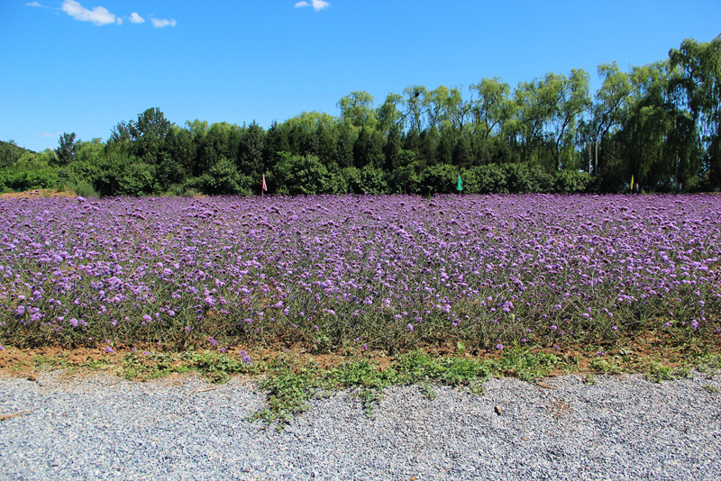北京东方普罗旺斯薰衣草庄园,国外普罗旺斯薰衣草庄园夕阳