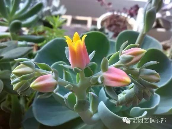 你问我答第八弹视频,你问我答教程