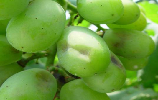 一篇文章搞懂勃艮第葡萄酒分级,葡萄日灼的原因及治疗方法