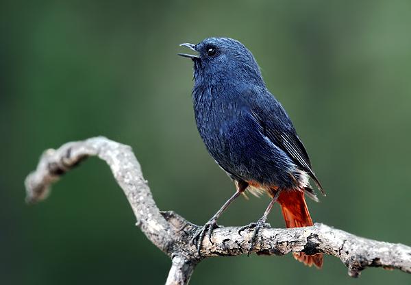 鸟发出叫声预示什么,蝈蝈叫声是从哪里发出来的