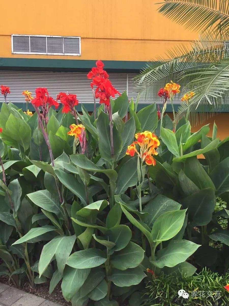 10种秋季开花的植物,8种夏季开花的植物