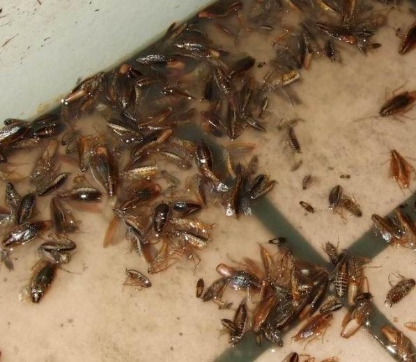 蟑螂最怕什么才能治蟑螂,蟑螂传播的疾病和灭蟑螂方法