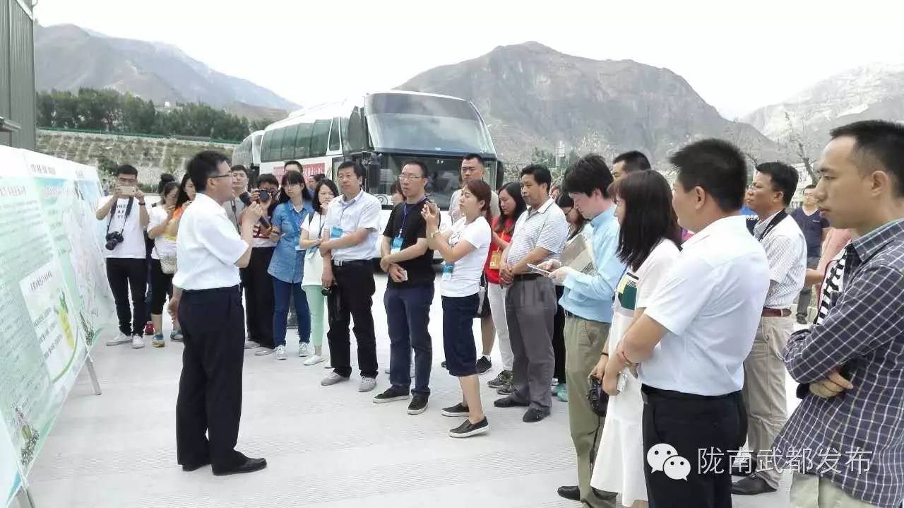 武都祥宇油橄榄,陇南武都祥宇油橄榄