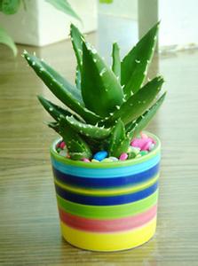 什么花属于吸毒植物,分享五款吸毒植物选盆搬回家吧