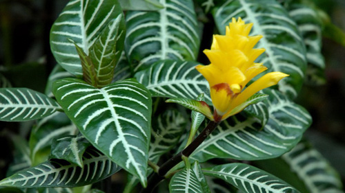 什么花属于吸毒植物,分享五款吸毒植物选盆搬回家吧