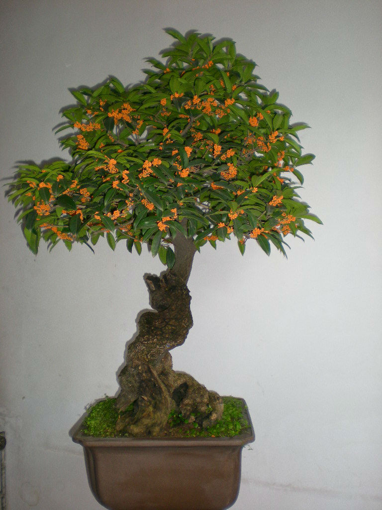 什么花属于吸毒植物,分享五款吸毒植物选盆搬回家吧