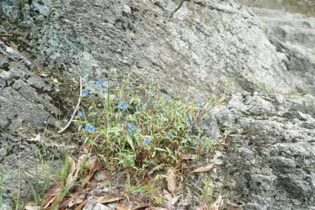 玉米田阔叶杂草怎么除,玉米田禾本科杂草怎么除