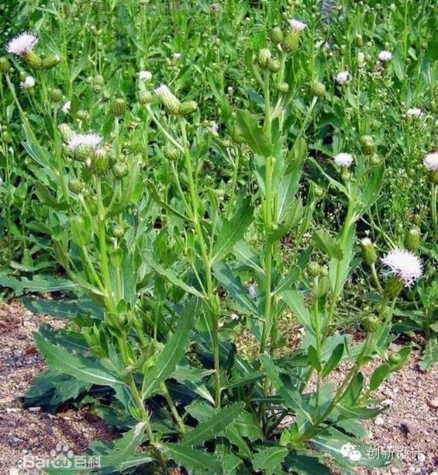 玉米田阔叶杂草怎么除,玉米田禾本科杂草怎么除