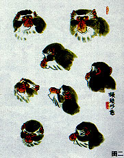 国画猴子作品寓意,国画猴子的基本画法