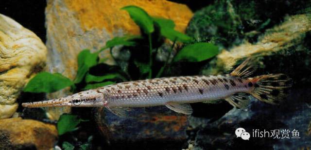 火箭鱼的生活习性,火箭鱼生活习性