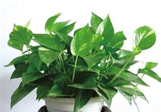 孕妇可以养净化空气的室内植物,室内适合孕妇净化空气的植物