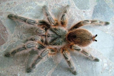 另类宠物推荐,智利火玫瑰狗狗