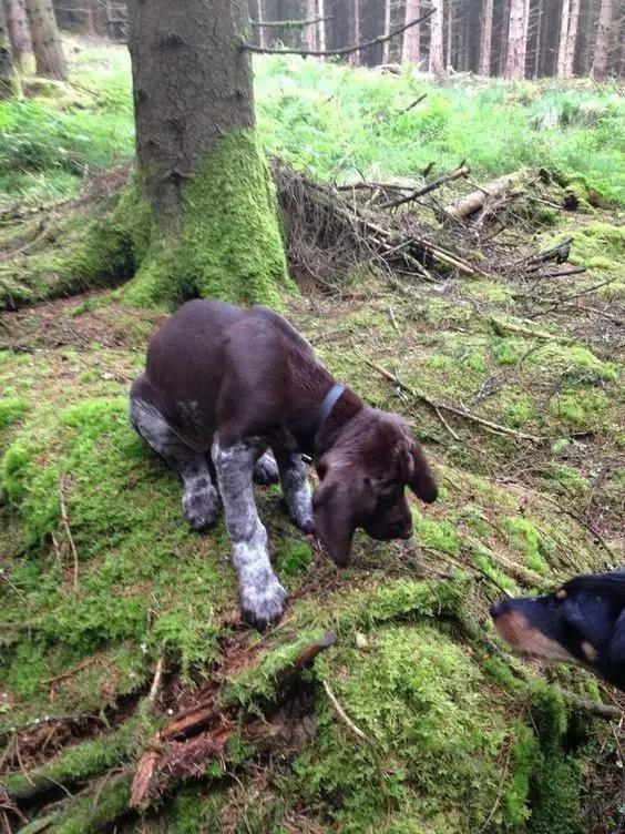 尊重狗，就让它像狗一样的生活！