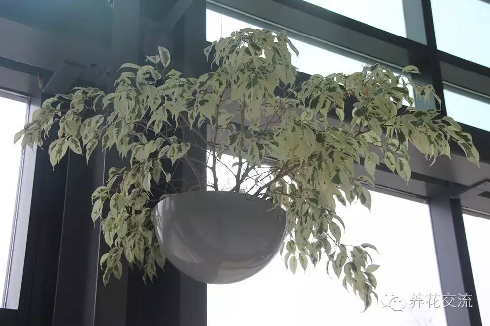 家庭的所有榕树盆栽,家庭养的榕树有什么品种