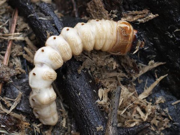 极品美味，就差瞟一眼，么么哒