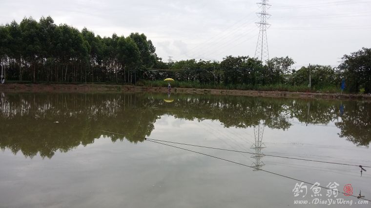 钓草鱼罗非鱼闹窝怎么办,准备钓黄蜂鱼